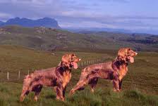 Deutscher Langhaariger Vorstehhund